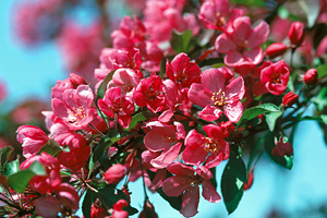 Malus Liset blom