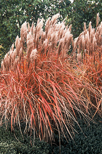 Miscanthus sin Malepartus