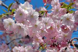 Prunus Accolade
