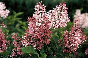 Syringa pat Miss Kim