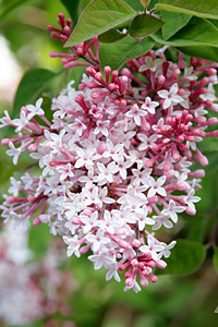 Syringa pub ssp microph Superba