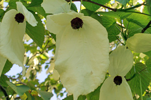 Näsduksträd