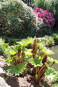 Jättegunnera