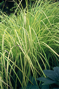 Carex el Aurea