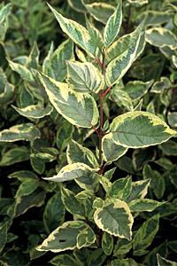 Cornus alba Gouchaultii