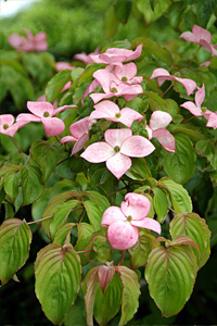 Cornus kousa Satomi
