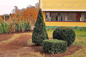 Färdig plantering framför kontorsbyggnad